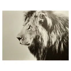 Tableau Dibond 150x100 Lion